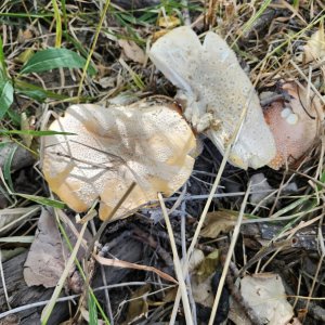20241020_Mushrooms.jpg