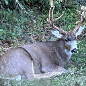 RestingBuck.jpg