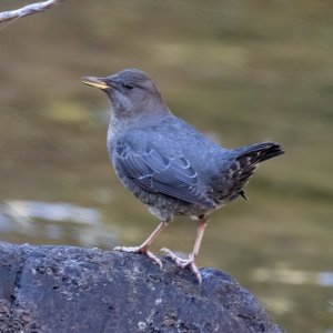 A08AmericanDipper0357.jpg