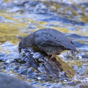 A09AmericanDipper0339.jpg