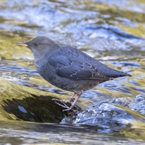 A12AmericanDipper0346.jpg