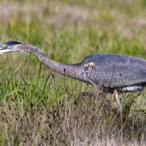 A01GreatBlueHeronStalking0650.jpg