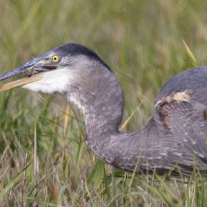 A03GreatBlueHeronSwallowsVole0661.jpg