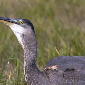 A04GreatBlueHeronSwallowing0662.jpg