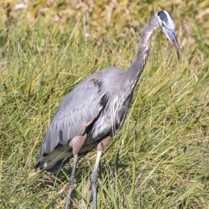B05GreatBlueHeronStalking0819.jpg