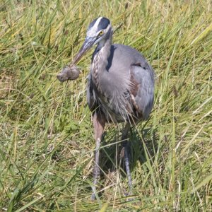 B07GreatBlueHeronWRodent829.jpg