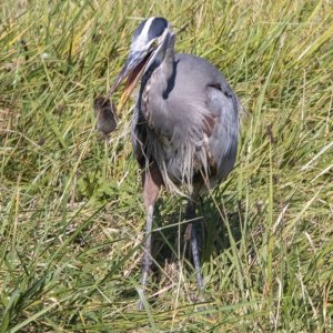 B08GreatBlueHeronWRodentRepositioning.jpg
