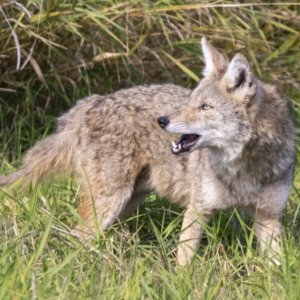 C10Coyote0774.jpg