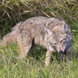 C11CoyoteEatingRodent0764.jpg