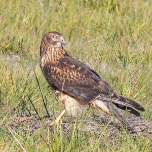 D16NorthernHarrierHen0856.jpg