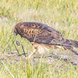 D17NorthernHarrierRegurgitatesPellet0863.jpg