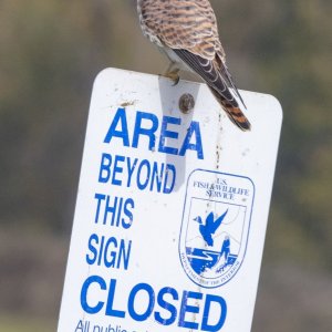 D18KestrelOnSign0754.jpg
