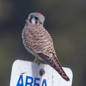 D19AmericanKestrelFemale0748.jpg