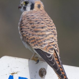 D20AmericanKestrelFemale0752.jpg