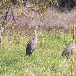 A01SandhillCraneFamily0710.jpg