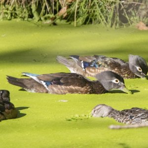 A08WoodiesSlurpingDuckweed0811.jpg