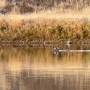 IMG_4181.jpeg