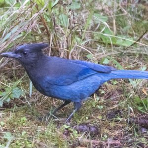 A05StellersJay1526.jpg