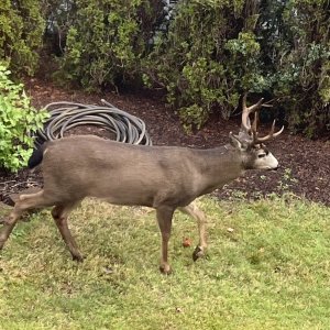 2024buck2.jpg