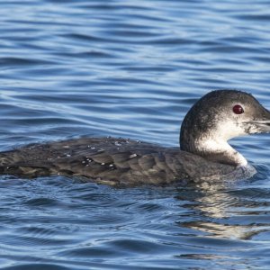 A01CommonLoon1196.jpg