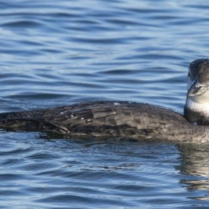 A02CommonLoon1200.jpg