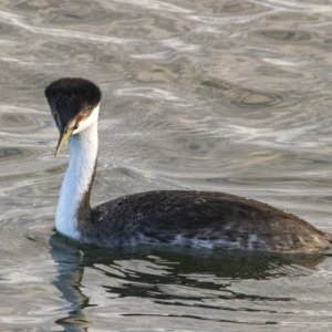 A03WesternGrebe1173.jpg