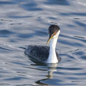 A04WesternGrebe1181.jpg