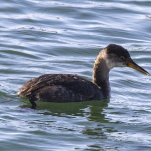 A05RedNeckedGrebe1415.jpg