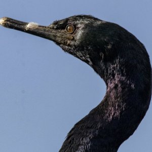 A13PelagicCormorant1251.jpg