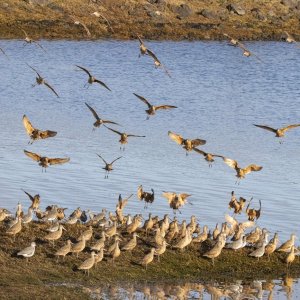 A19GodwitsJoinWillets1230.jpg