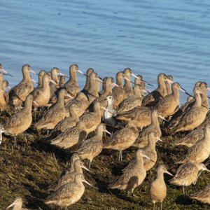 A20BlackBelliedPloverWilletAmongGodwits1245.jpg