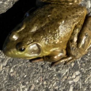 IMG_0039.jpeg