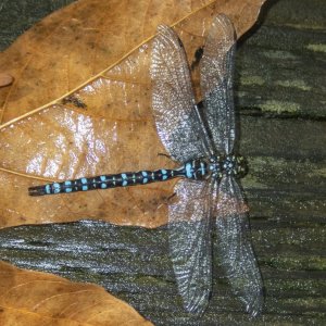 A03PaddleTailedDarnerA160004.jpg