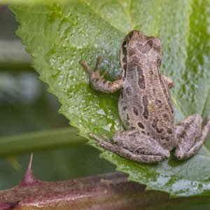 B01aBrownPacificTreeFrog0094.jpg