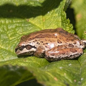 B01aPacificTreeFrog0140Brown.jpg