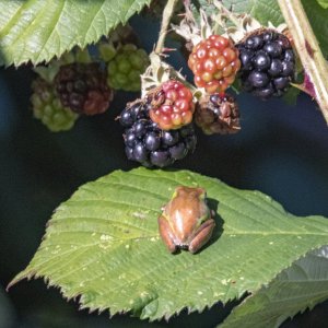 B06PacificTreeFrog&Blackberries0177.jpg