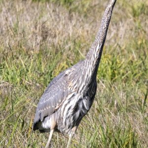 A01GreatBlueHeron1672.jpg