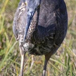 A03GreatBlueHeronWGrasshopper1675.jpg