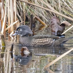 A01WoodDuckHen2084.jpg