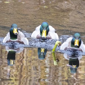 MallardDrakesThreeAmigos2098.jpg