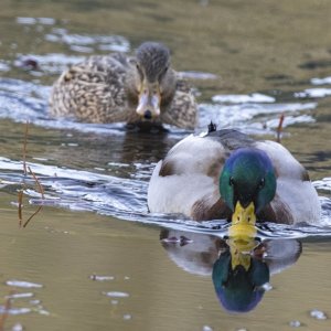 MallardPair1790.jpg