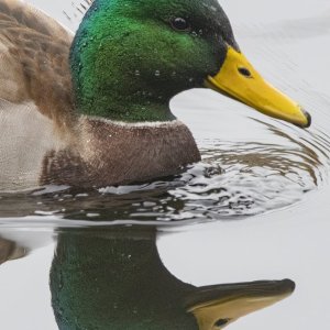 MallardDrake&Reflection2077.jpg