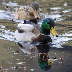 MallardDrake1792.jpg