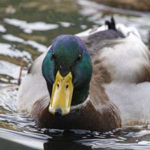 MallardDrake1796.jpg