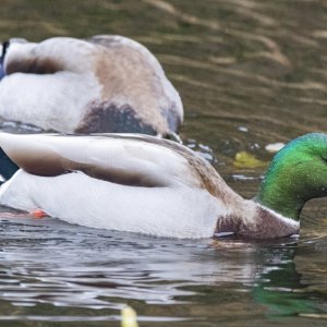 MallardDrake2102.jpg