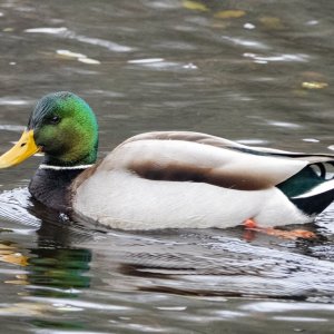 MallardDrake2120.jpg