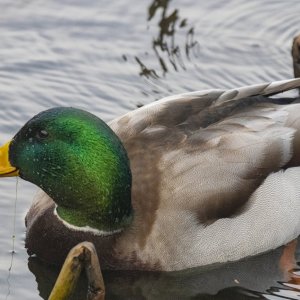 MallardDrake2180.jpg