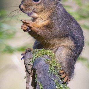 DouglasSquirrel1936.jpg