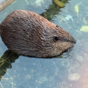 IMG_0070.jpeg