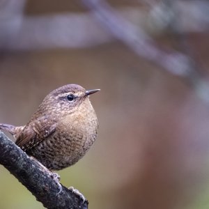 PacificWren2131.jpg